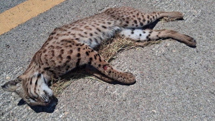 Bobcats in Bexar County — What to know if you see one
