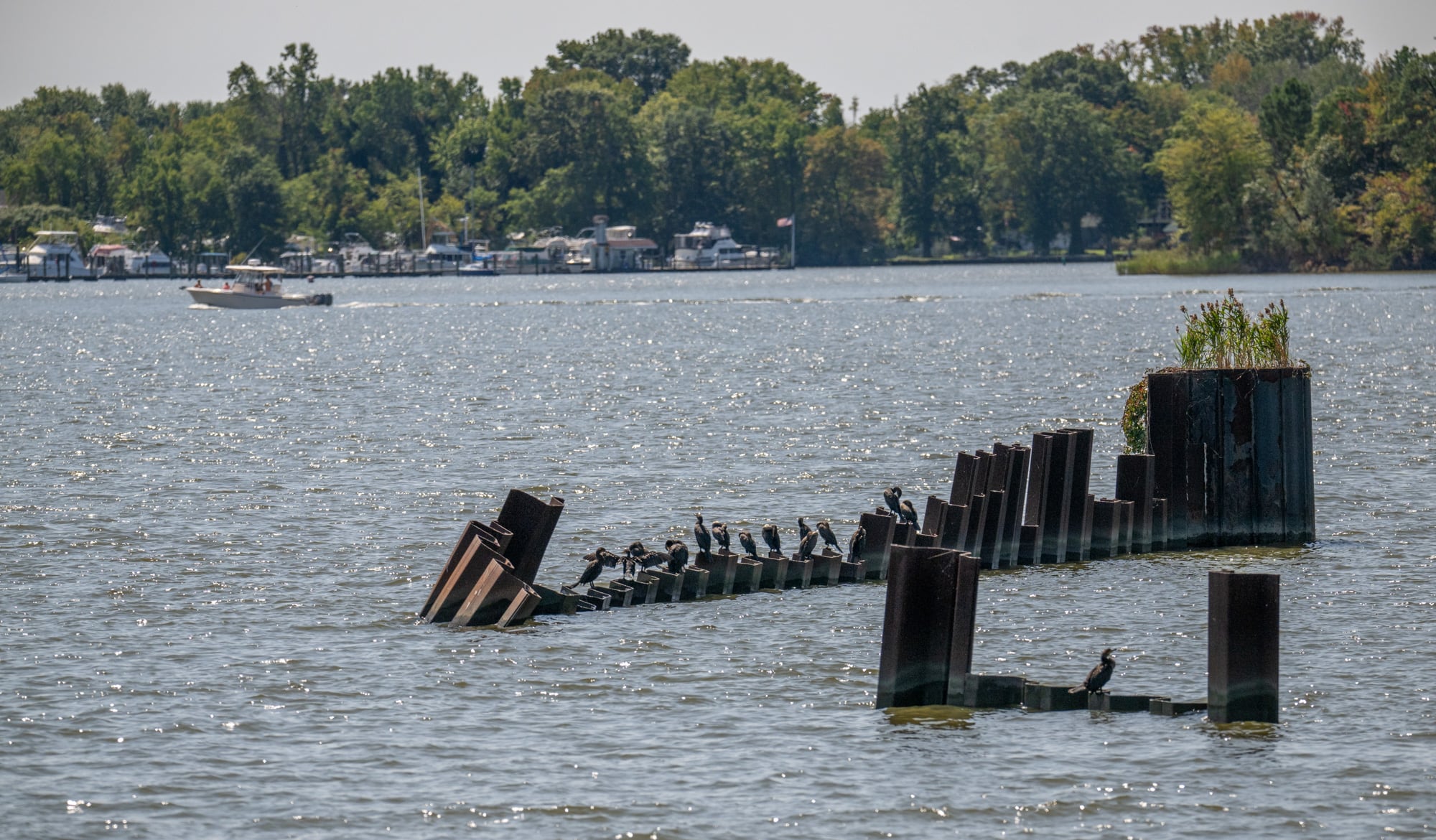 Essex man’s body recovered from Seneca Creek days after falling from boat