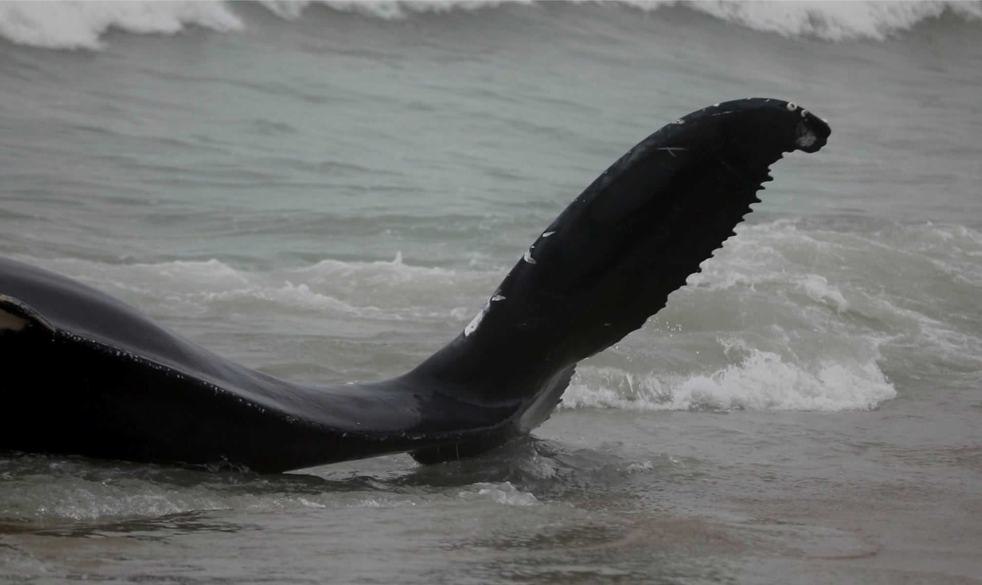 Whale carcass spotted floating along coast of Jersey Shore