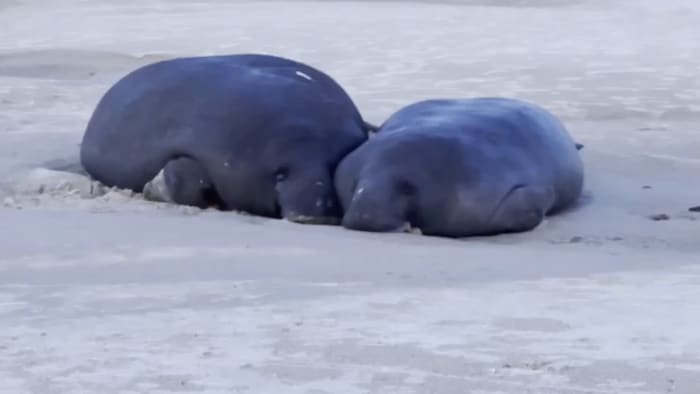 Beached manatees spotted near New Smyrna Beach