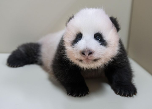 Everland opens vote to name baby panda