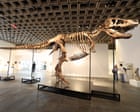 The ultra rich are collecting fossils, and that’s bad for science – podcast