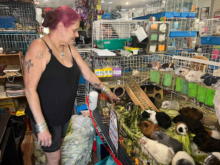 Hundreds of guinea pigs fill Massachusetts sanctuary with squeals, purrs and lots of love