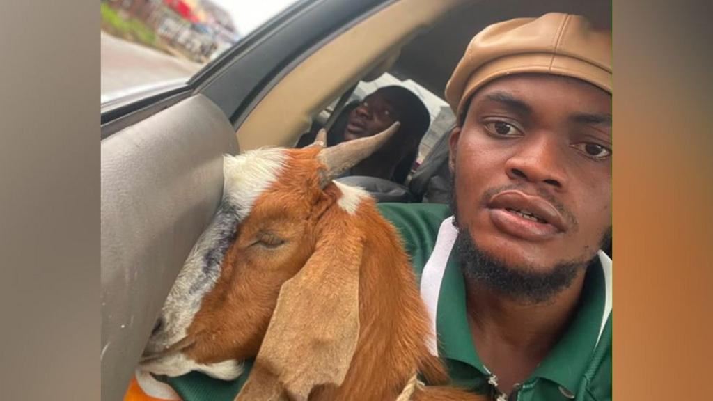 The goat is now a celebrity - how this graduation gift went viral