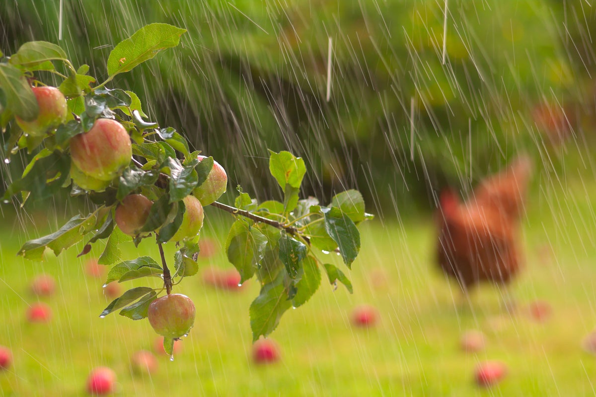 When rain returns: how to protect your garden from what comes next