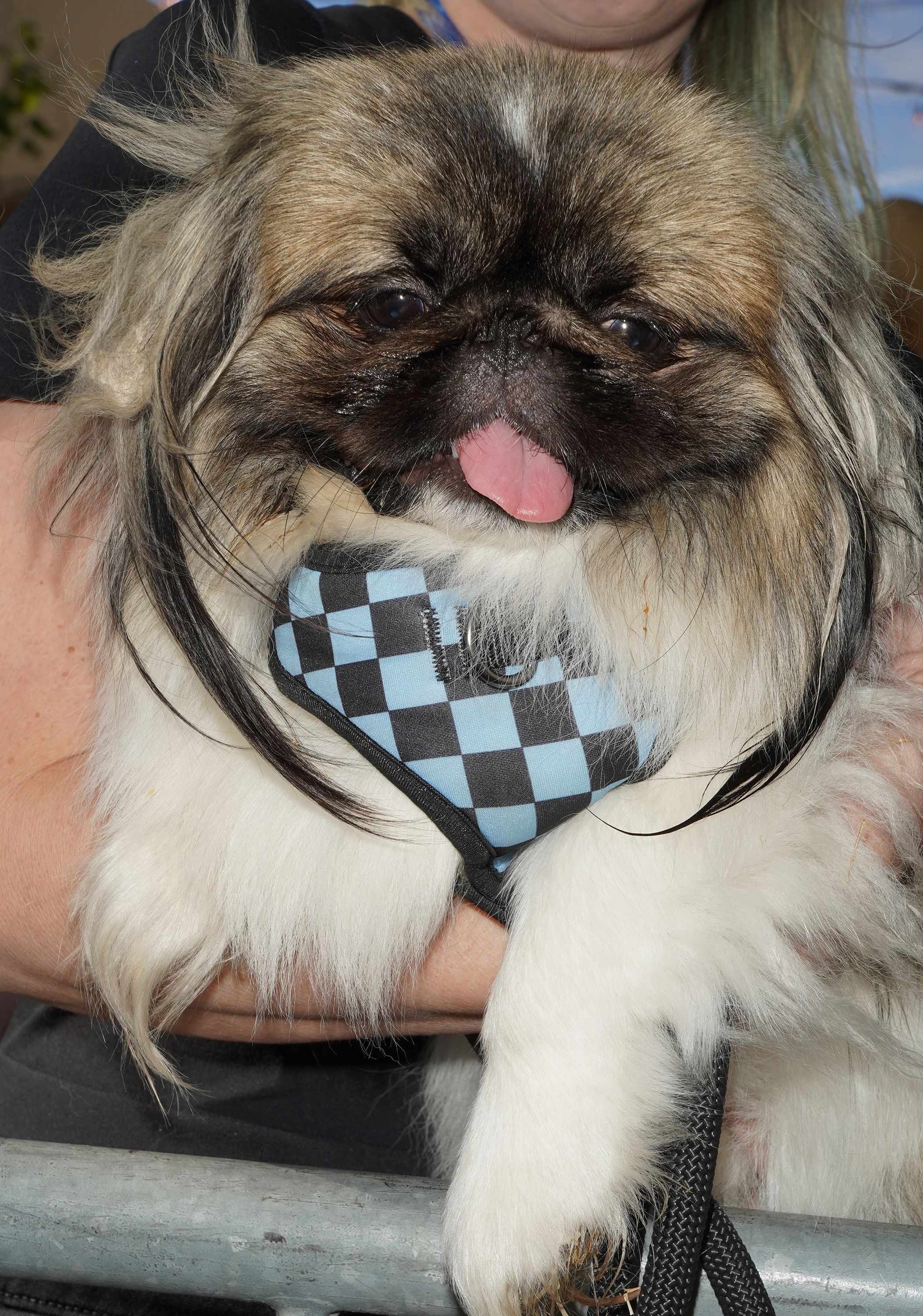 On Beauty, Bias, and Belonging at the World’s Ugliest Dog Contest