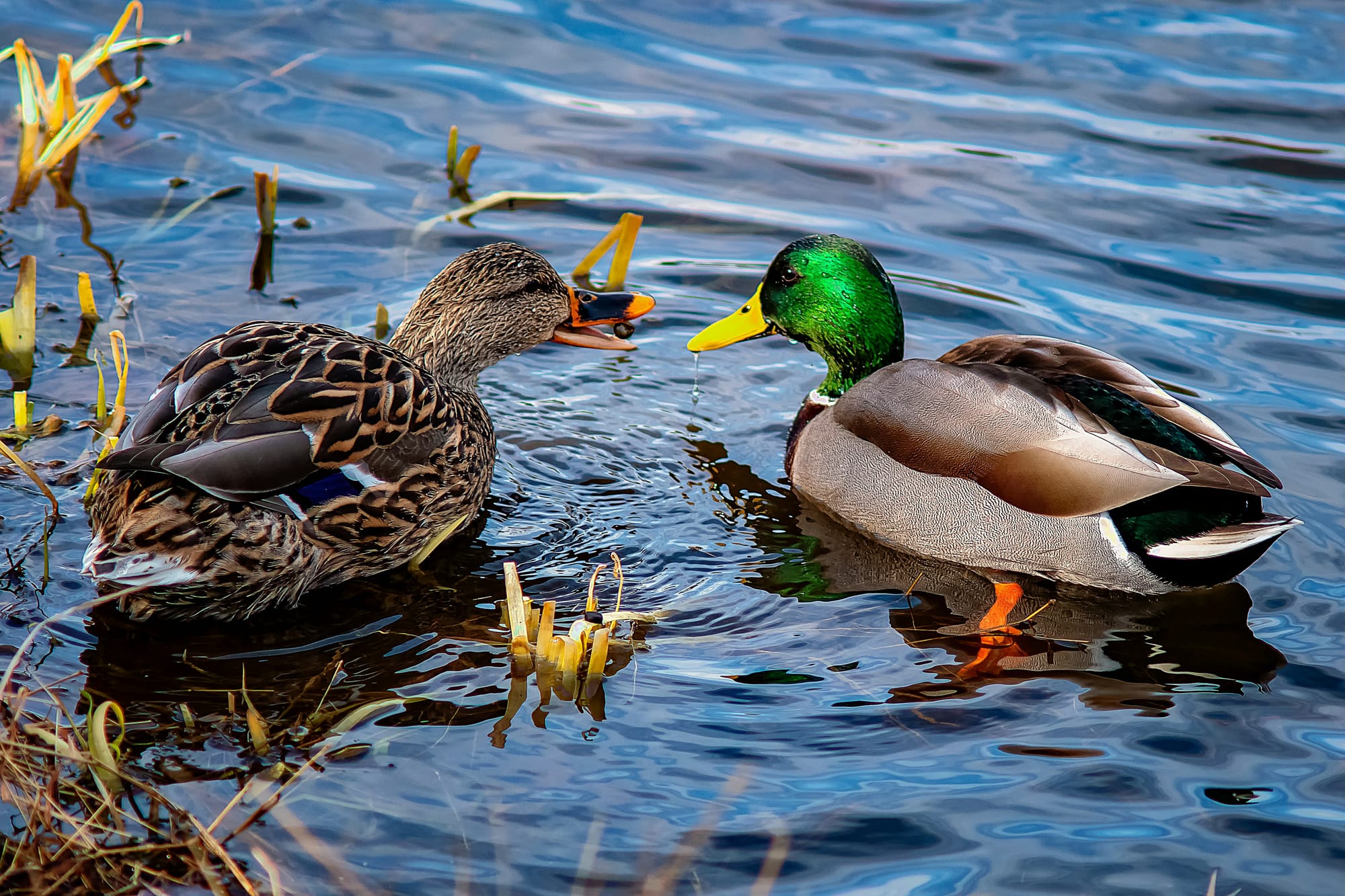 Server mode, triggers, and SQL: DuckDB teases V2.0