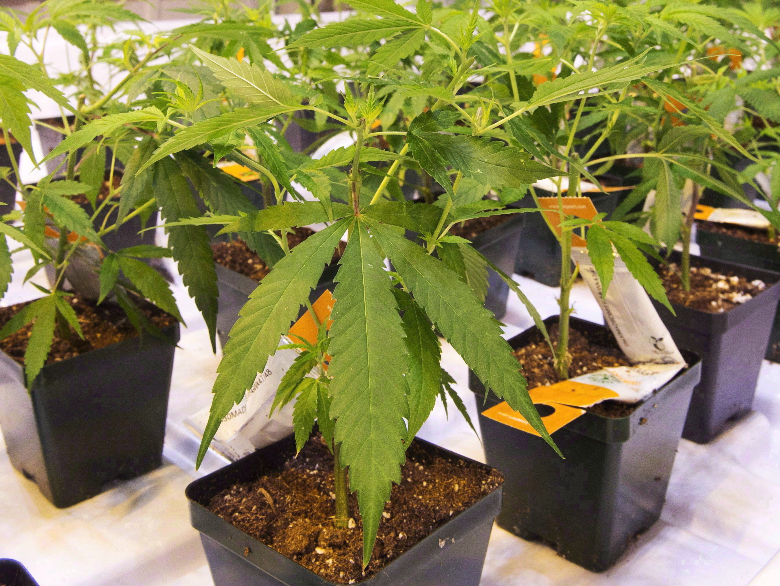 Curaleaf launches $260-million takeover bid for Aurora Cannabis