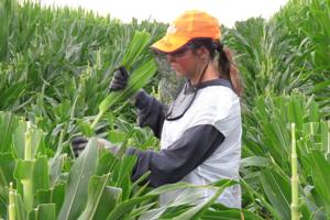 ‘It’s hard work:’ Nebraska’s summertime rite of passage is quietly fading