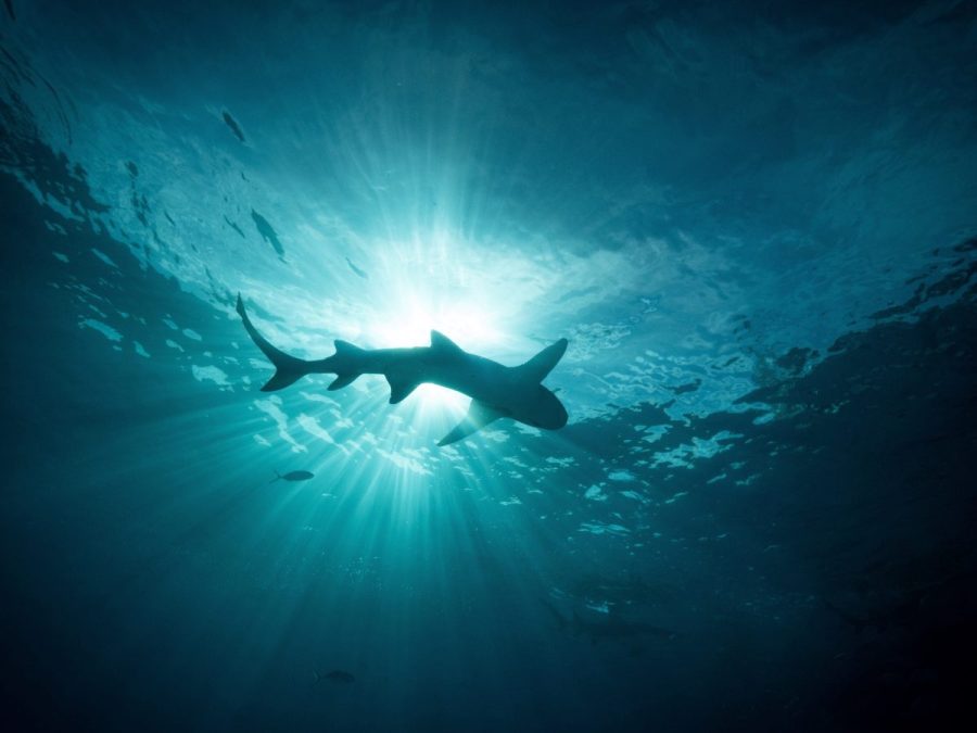 Can sharks help research hurricanes? | Tracking the Tropics
