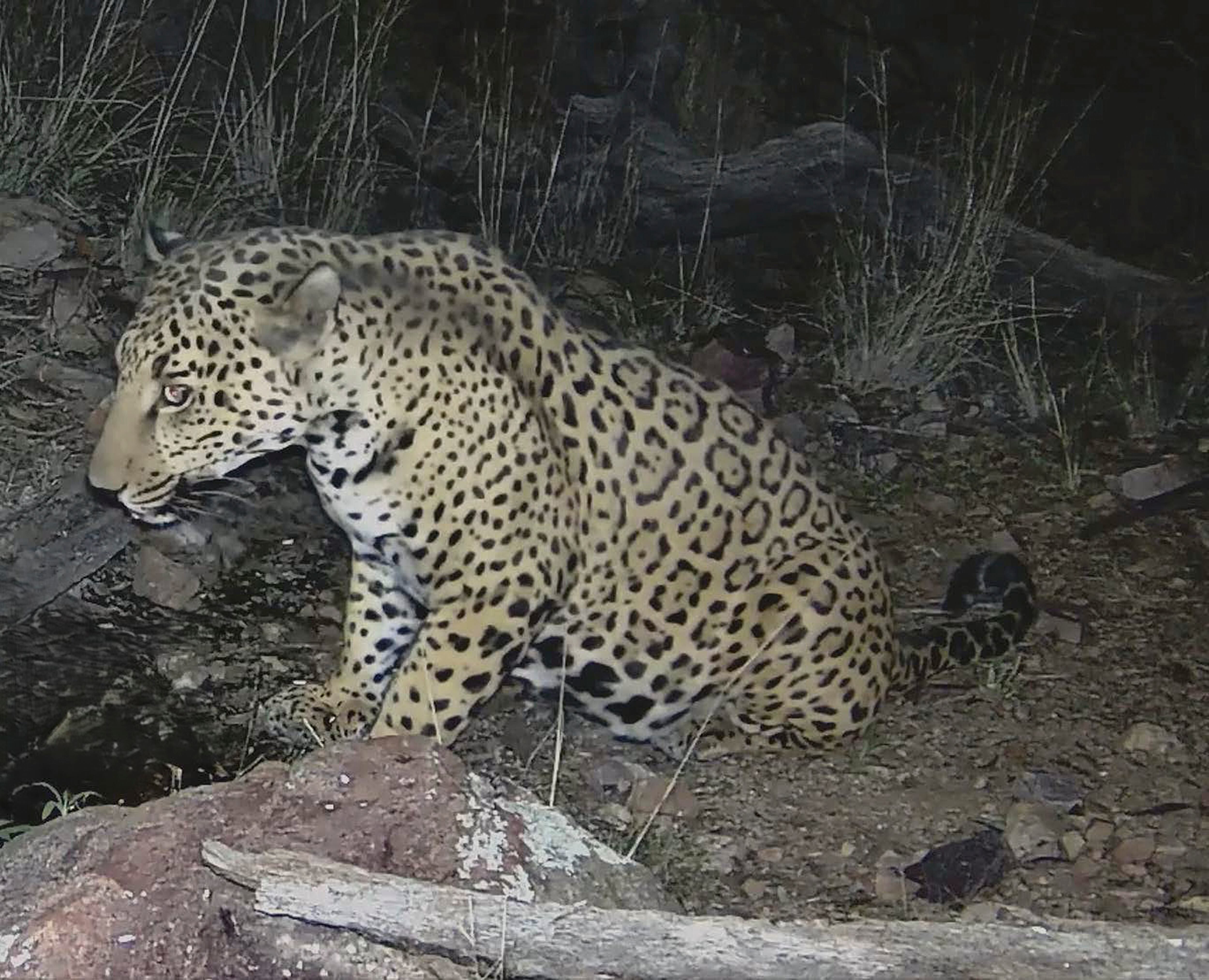 Jaguars are ready to come back, but the border wall might stop them