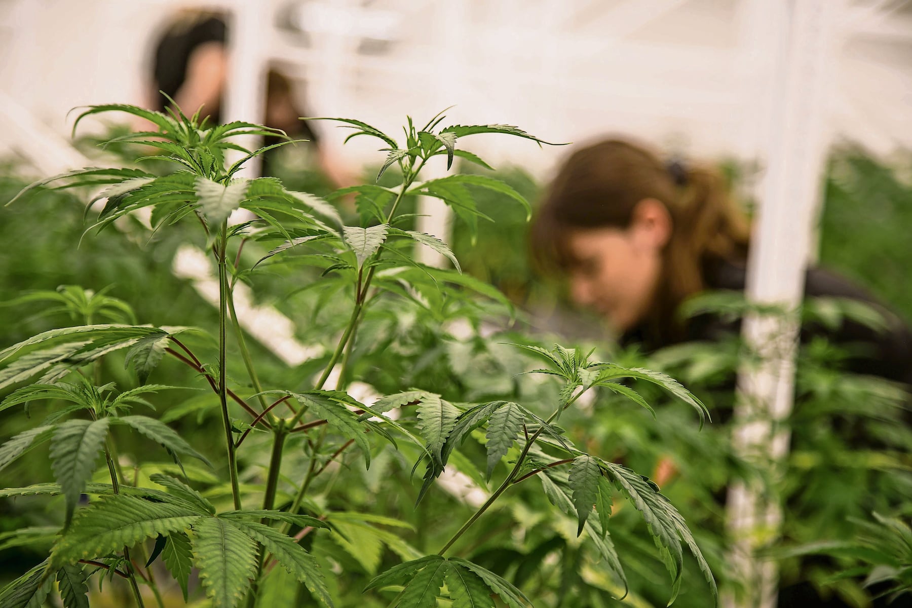 What we learned about Ohio’s $1.5 billion recreational marijuana market
