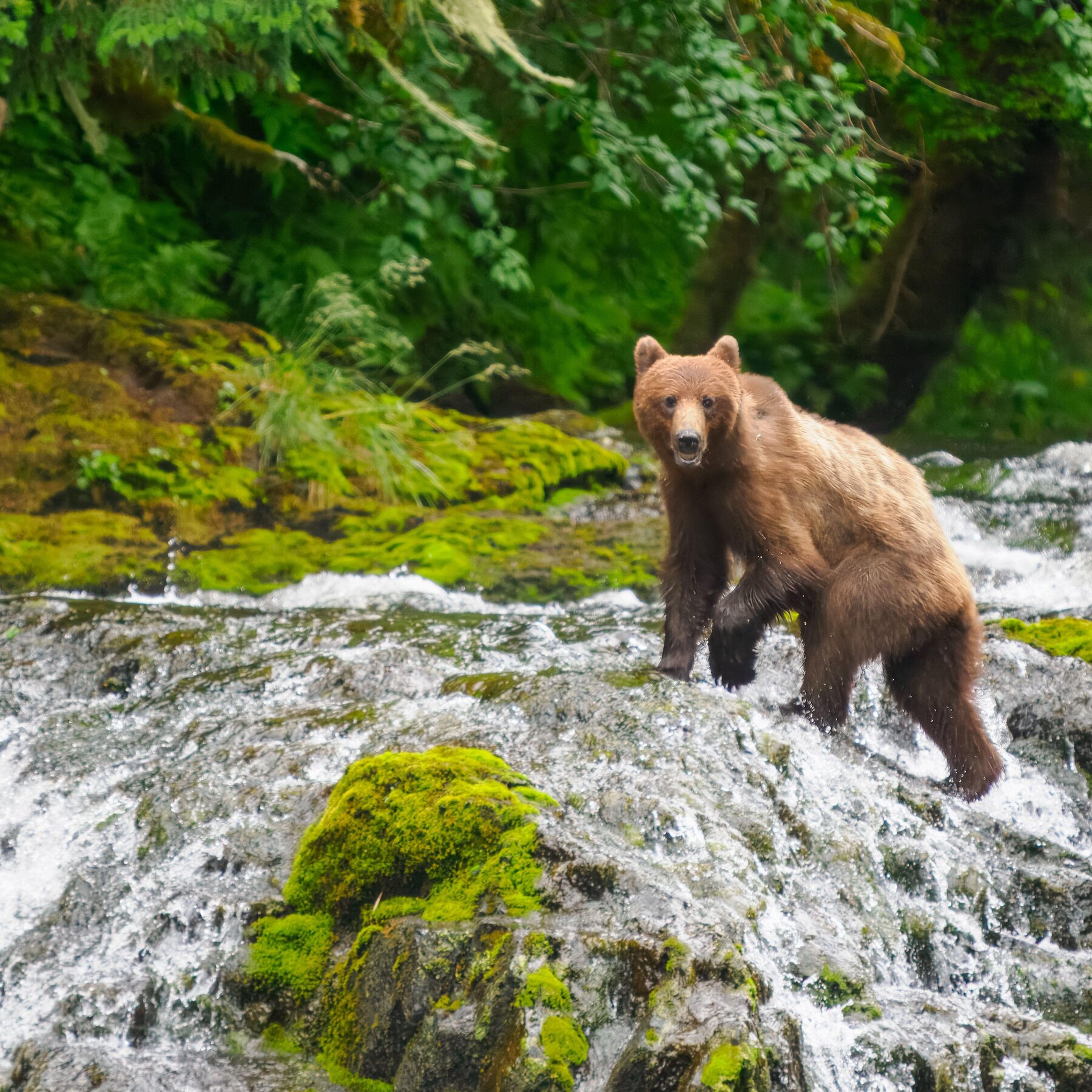 Trump Administration Moves to Allow Logging in Pristine National Forests