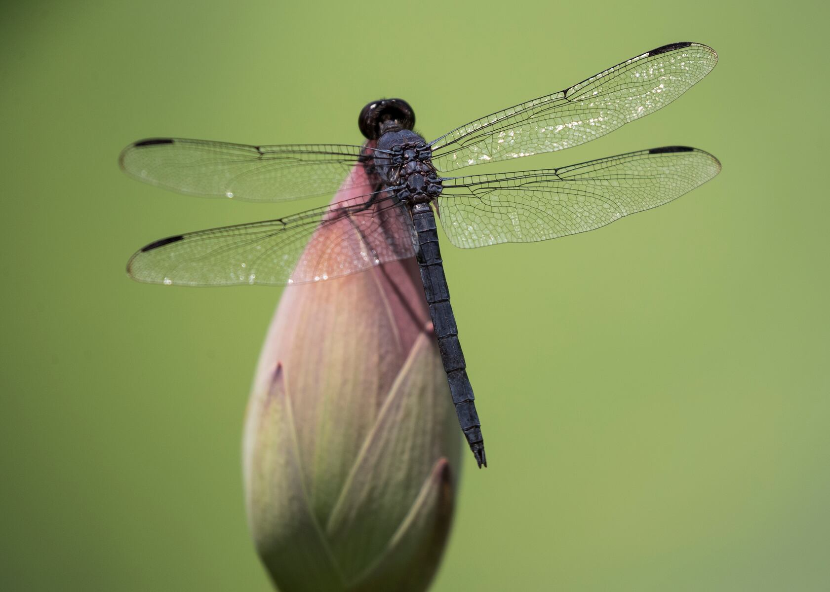 Unusually large swarm of dragonflies invades California