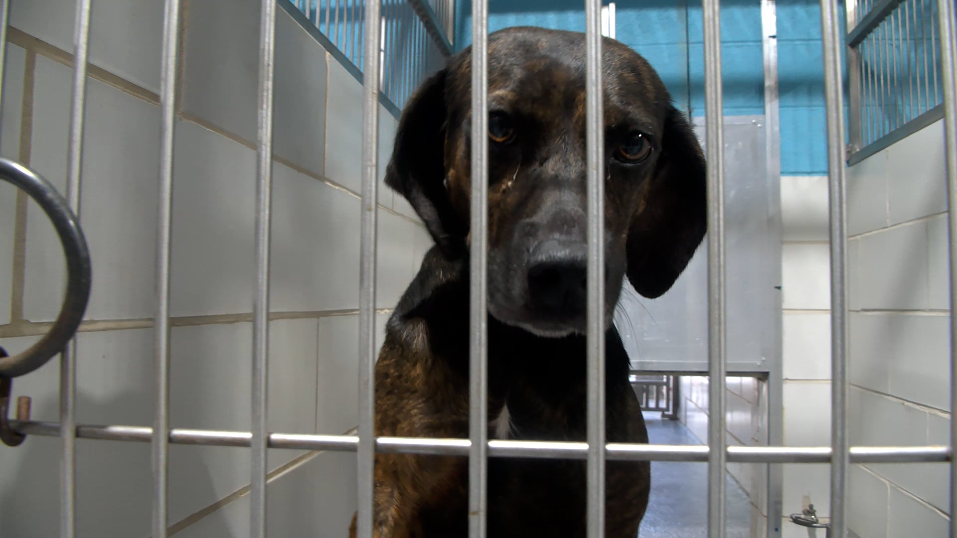 20 dogs rescued, ‘several’ dead animals found at abandoned Charlotte property