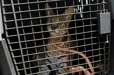 Look: African serval captured after days on the loose in Illinois
