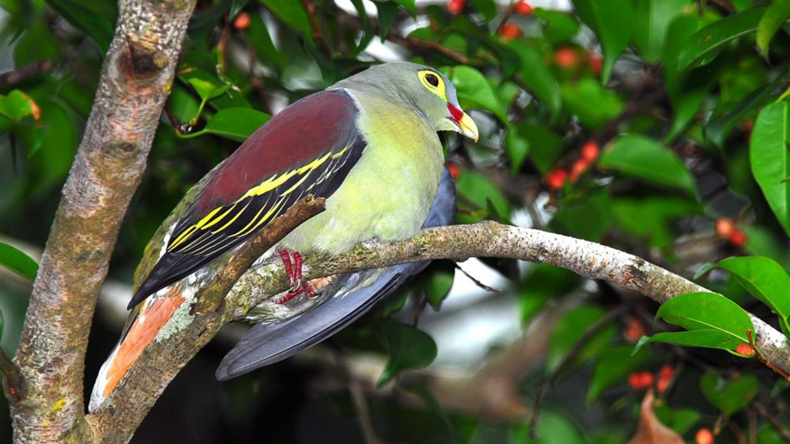 Only 100–500 left: Why the Timor green pigeon is disappearing