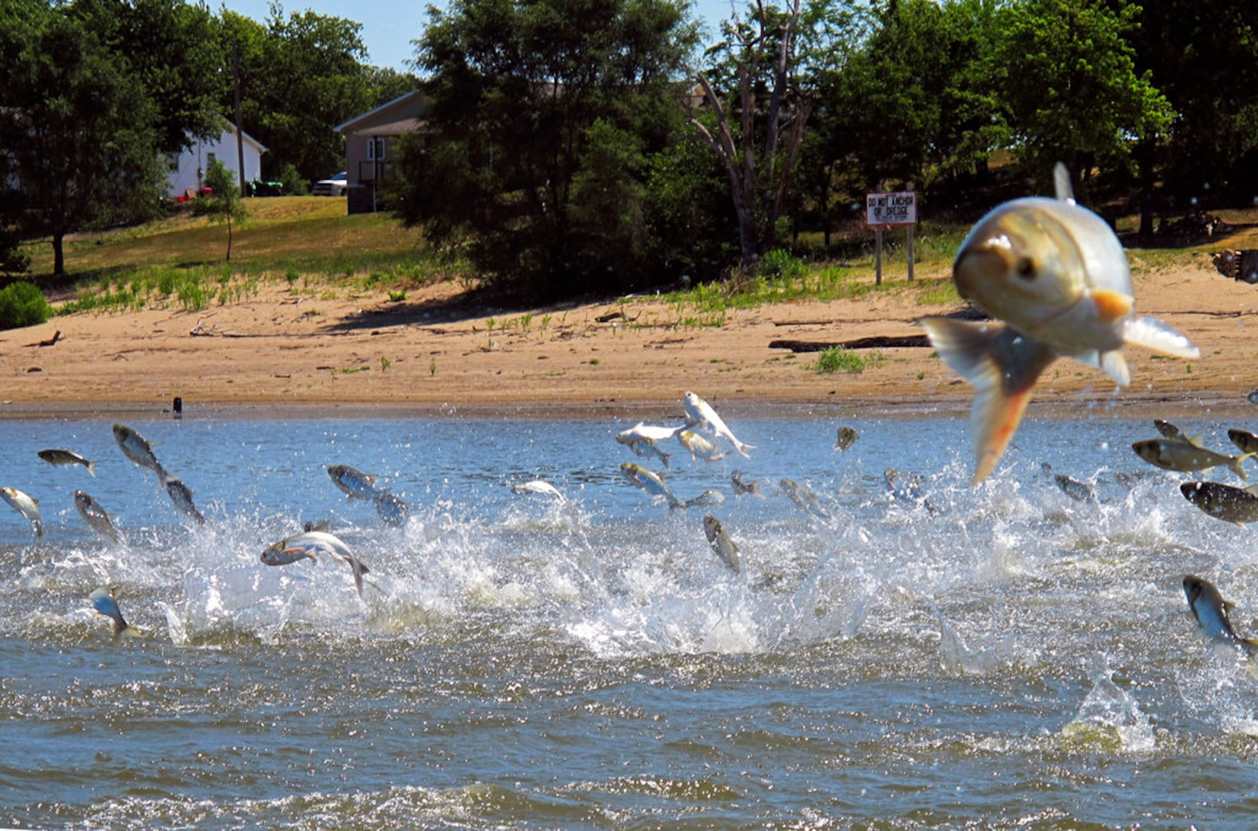 Invasive carp are 80 miles from Lake Michigan — and construction of a barrier meant to stop them just got shut down