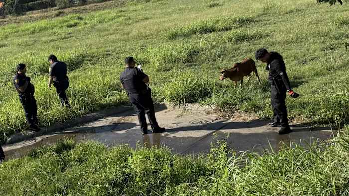 Bull calf leads ACS officers on chase through Walmart parking lot, underground drainage tunnel