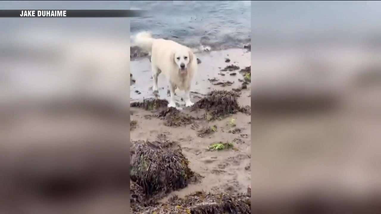 Firefighters rescue trapped golden retriever in the North End