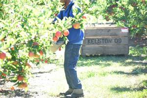 Vanuatu considers raising minimum seasonal work age to 25