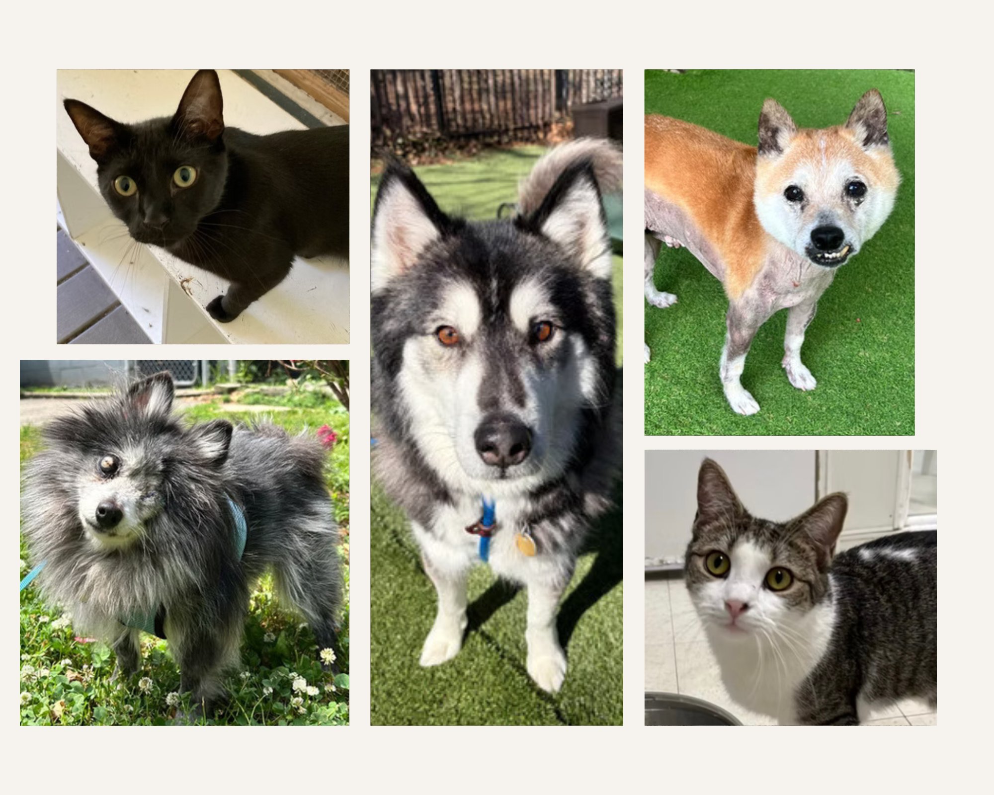 Senior pets are seriously the best! Here are some you can find (and other pets) at Little Shelter Animal Rescue