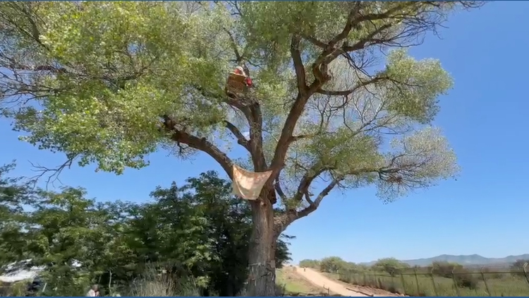 Border wall protesters sit in 200-year-old tree to create construction blockade