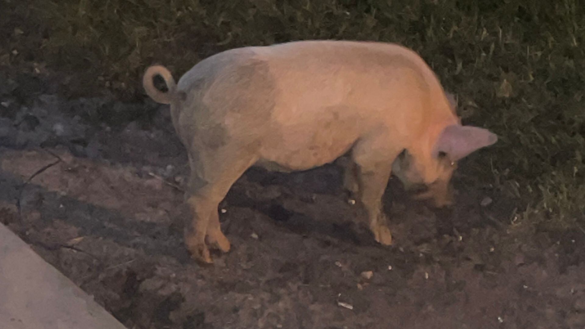‘Worst scream I’ve ever heard’: Family’s pet pig shot, throat slit in front of children