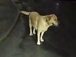 Criminal's tail-wagging Labrador leads police to his hiding spot after he abandoned pooch while fleeing officers