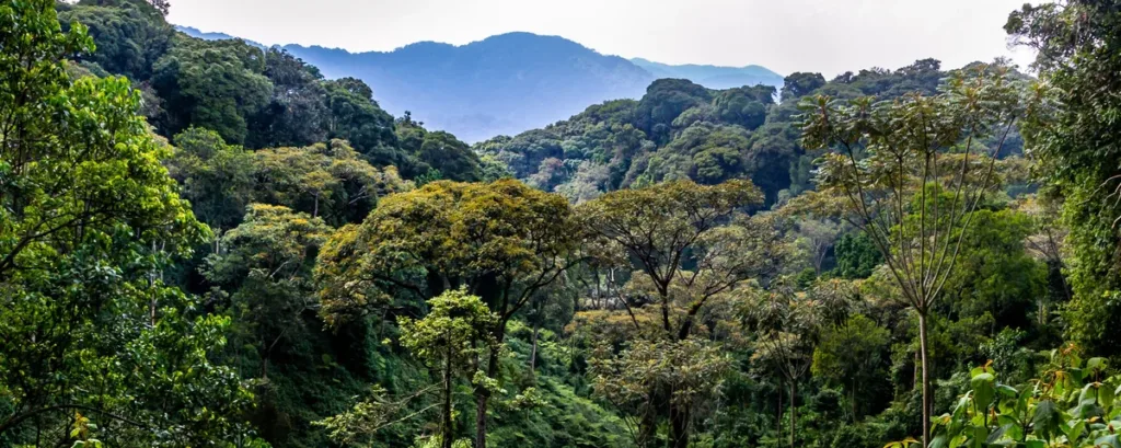 African forest investment takes centre stage at Lagos business roundtable