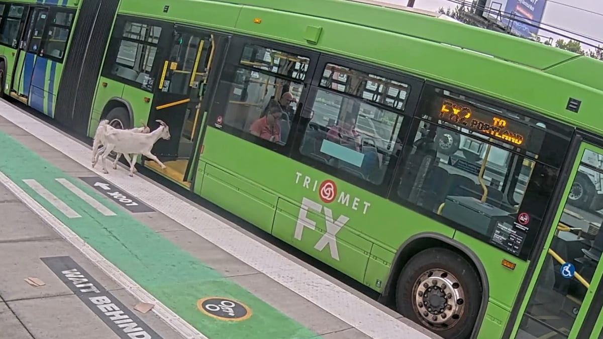 Ungewöhnliche Schwarzfahrer – Plötzlich steigen zwei Ziegen in den Bus