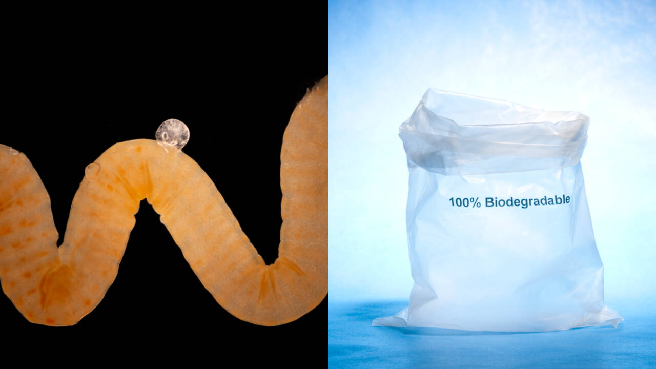 Nature's biodegradable plastic could offer clues to today's plastic crisis