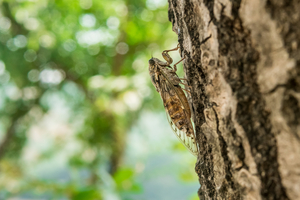 Cicadas vanish before they can fly at Seoul's park. City responds with banners, patrols