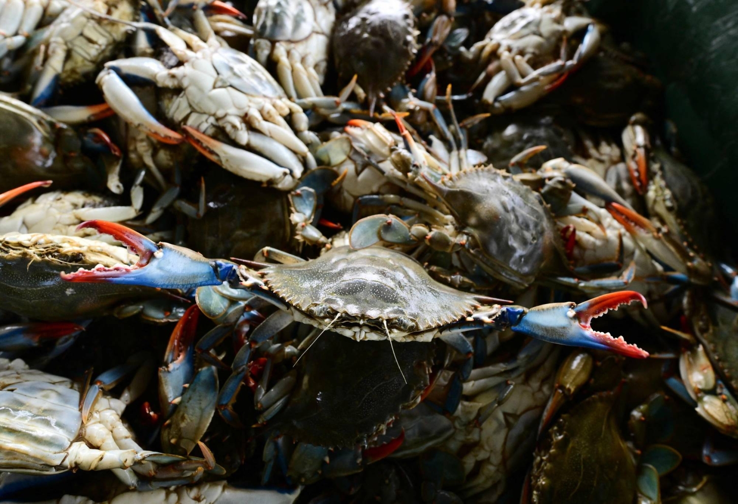 Italian scientists bet on octopus to fight crab invasion