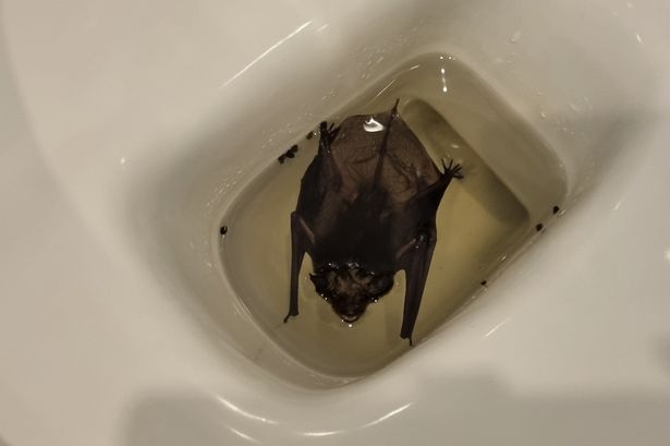 UK heatwave prompts unusual discovery as woman finds bat floating in her TOILET