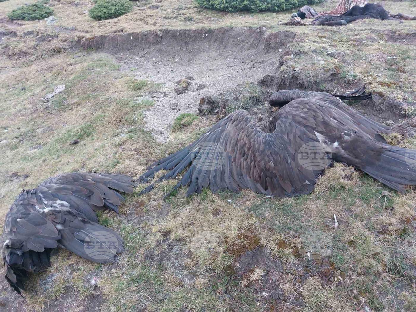 Seven Birds of Protected Vulture Species Found Poisoned in Central Balkan National Park