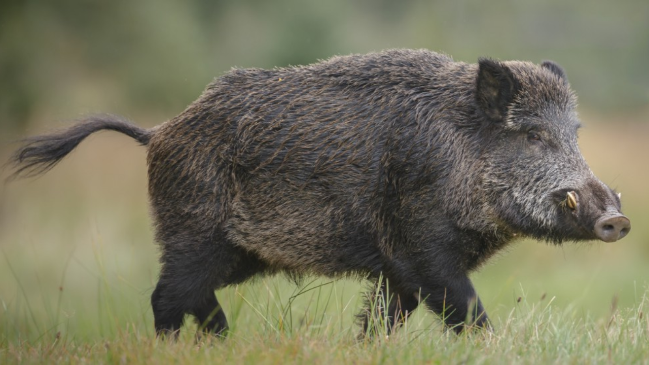 Wild boars escaped North Carolina ranch in 1912; Smokies still battles them
