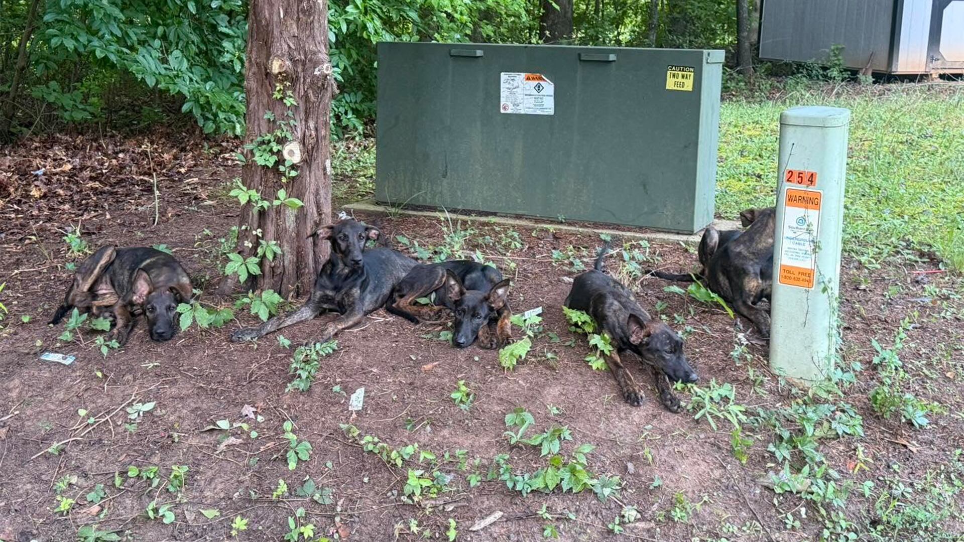 Puppies abandoned in Gaston County left with no water during scorching temps