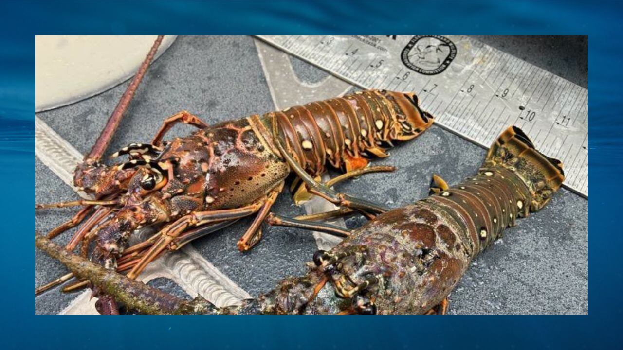 Person arrested for illegal spearfishing in Alligator Reef Sanctuary Preservation Area