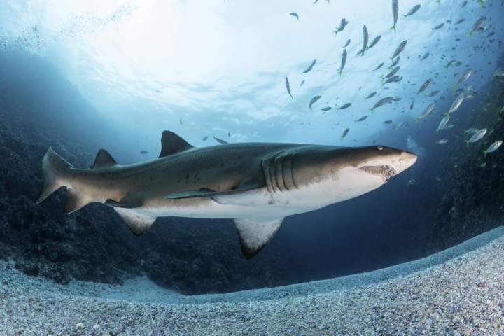 Thrill-seeking influencers chasing shark selfies are getting bitten