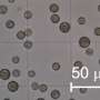 Reusing liquid pickle waste to produce omega-3 fatty acids