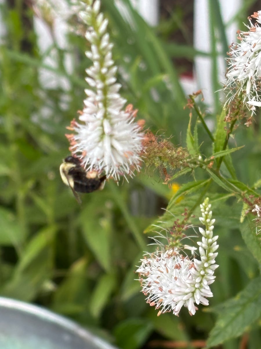 Why fall is a good time to put down native roots