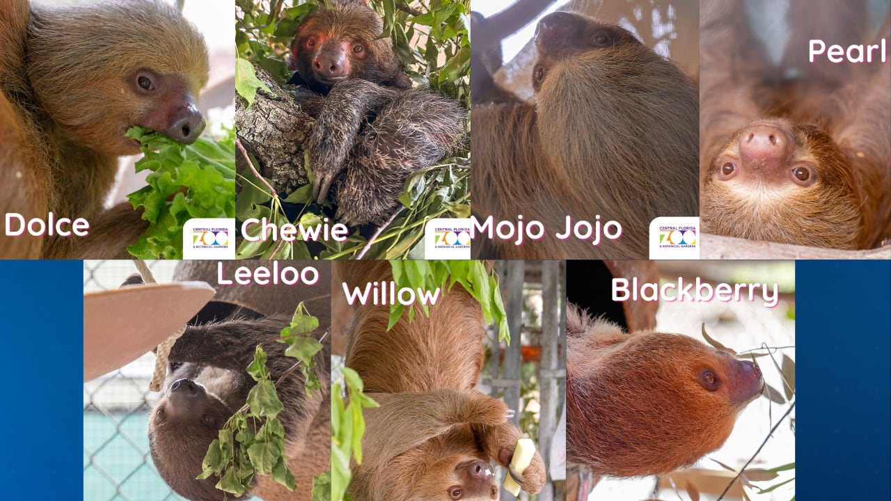 OCSO finds no criminal neglect in Sloth World deaths, refers case to State Attorney