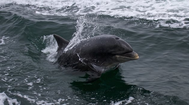 Fungie the Dolphin a product of an unusual maritime mixed marriage, DNA study finds