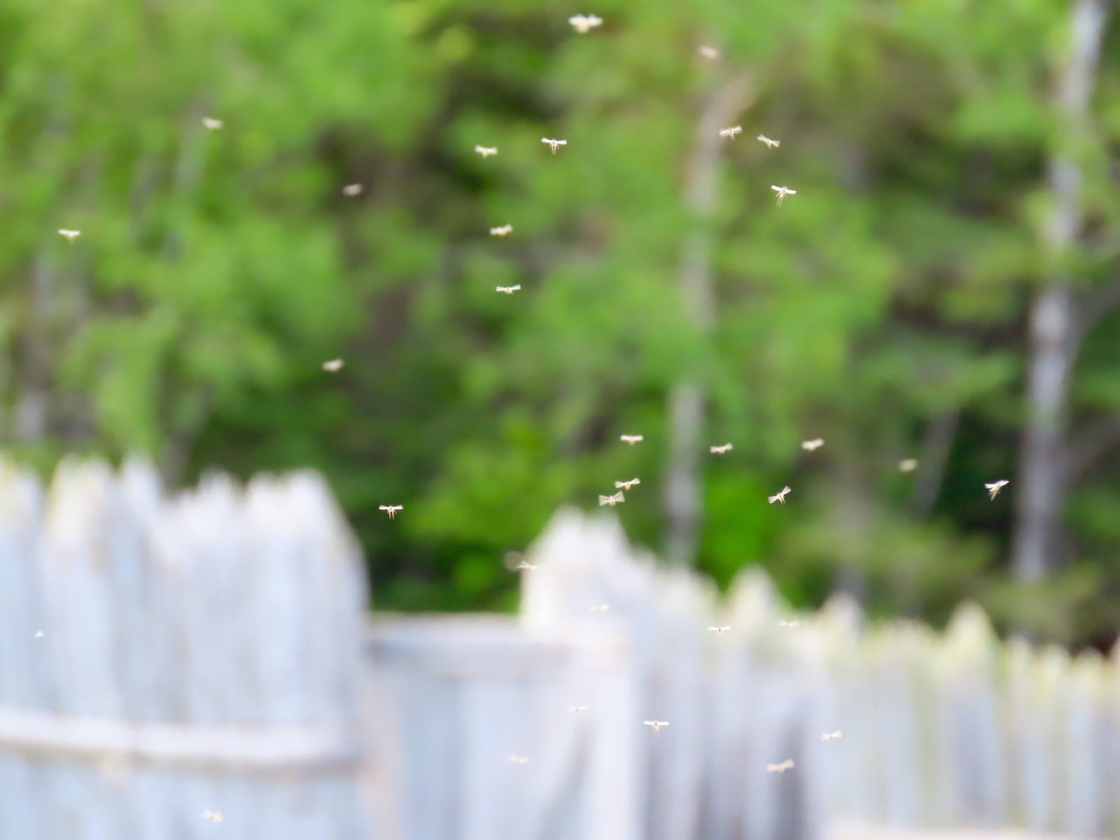 Michigan confirms first human eastern equine encephalitis case since 2021 in Roscommon County