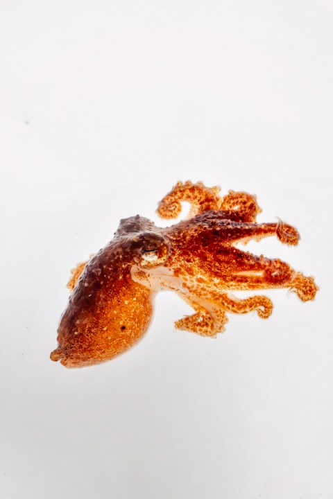 Two red octopuses make their debut at the Birch Aquarium