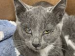 America's saddest stray kitten prompts dramatic rescue attempt after he spotted cowering by side of freeway