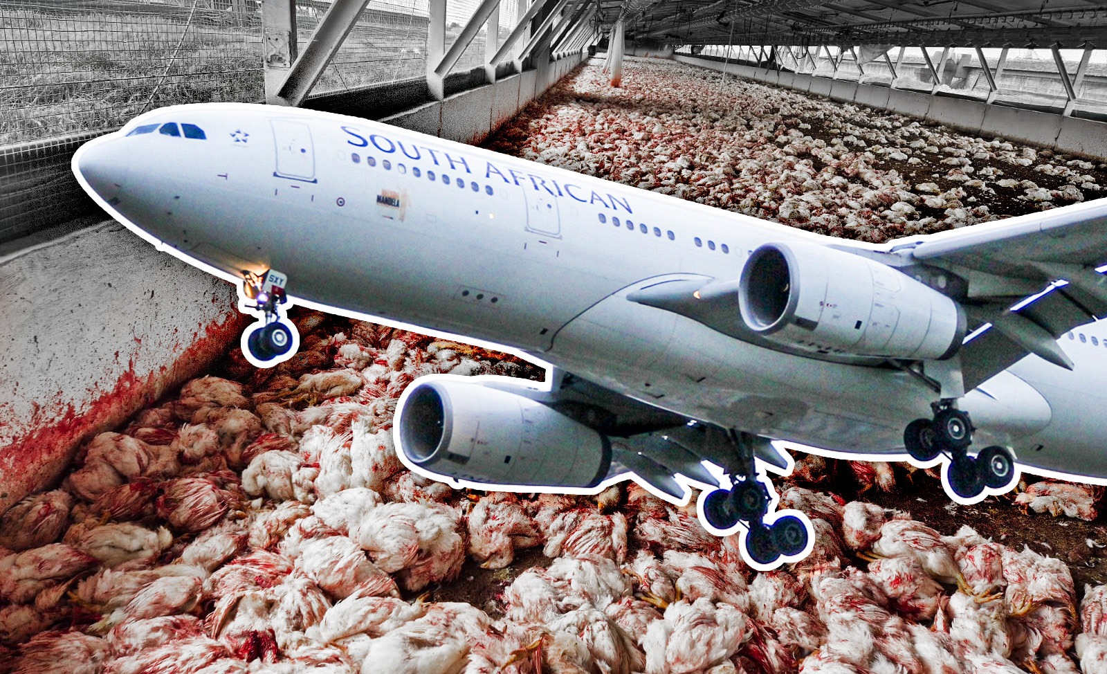 LINK DENIED: SAA says CEO suspension unrelated to DA’s latest Daybreak Foods findings
