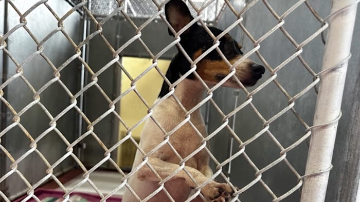 Lake County shelter takes in 85 dogs, seeks help with care