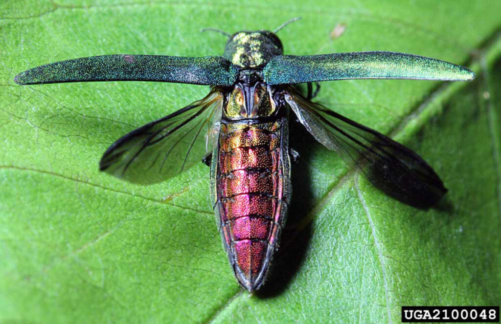 Invasive beetle spotted in Vancouver